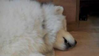 Samoyed Sings in His Sleep [upl. by Bevers]