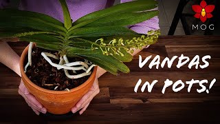 Growing Vanda Orchids in Pots  Thoughts and Repotting [upl. by Couhp]