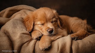 Musique Pour Dormir En 5 Minutes 🐶💤 Musique Relaxante Pour Chien Pour Le Détendre Et Le Déstresser [upl. by Philcox155]