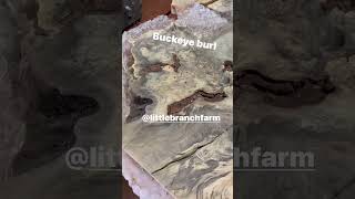 Unboxing A Buckeye Burl Slab wood buckeyeburl liveedgewood naturalwood burlwood woodworking [upl. by Goer]