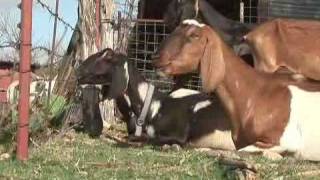 Planet Agriculture Sheep amp Goats Video [upl. by Eelah]