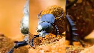 pasalubong ng dung beetle binilog na dumi Ng elepante [upl. by Yelyk]