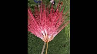 Powder Puff Plant Flower Calliandra Surinamensisshorts From Hawaii Islands [upl. by Casey644]