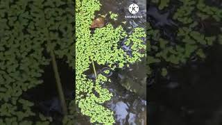 INCREDIBLE TURTLE MATING🤣animals mating [upl. by Sakhuja]