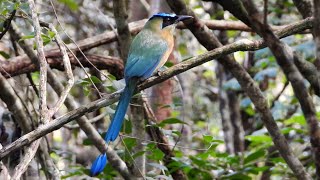 Lessons Motmot in Mexico [upl. by Decima]