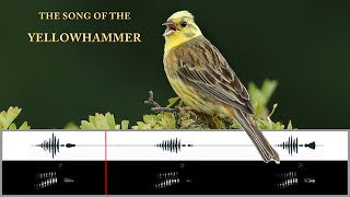 The Song of the Yellowhammer [upl. by Vasili689]