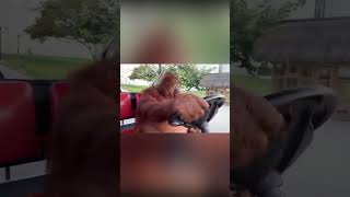 Watch This Hilarious Video Of A Monkey Cruising In A Golf Cart [upl. by Casandra533]