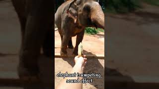 elephant trumpeting sound effect  YTshorts  elephant trumpeting [upl. by Ndnarb]