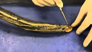 Lamprey Dissection 1 [upl. by Anitsrik]