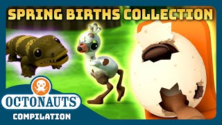 Octonauts  🌼 MEGA Spring Births Collection 🐣  3 Hours Easter Special Full Episodes Marathon [upl. by Aeriela199]