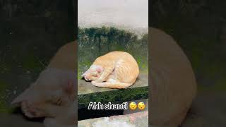 Ahh shanti 😴😴😴 amazing foryoupage fypシ viralvideo viral cat catlover [upl. by Kwan]