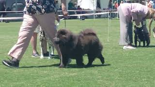 2023 Kyneton Agriculture Show  Non Sporting Dogs [upl. by Thornton130]