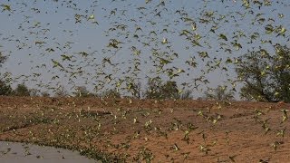 Biggest Swarm of Budgies [upl. by Woods]