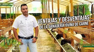 Ventajas y Desventajas de la Ganadería Ovina de Carne  Corderos  TvAgro por Juan Gonzalo Angel [upl. by Oaoj]