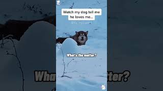 Dog and owner interaction🤣🤣😂😂 fyp foryou foryoupage funny funnyanimals dog usa [upl. by Oigolue]