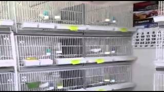 la cria de canarios aviariothe breeding aviary canaries [upl. by Say660]