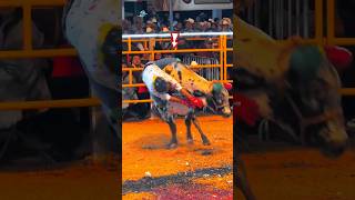 Won 3 Lakh in This Competition 😱 bull sitting competition 🤯 shortsvideo bull shorts [upl. by Inaboy]