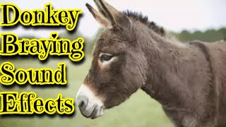 Donkey Braying Sound Effects [upl. by Ibbie]