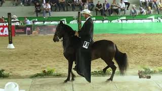 REINA DE HACIENDA HEISSEN GRAN CAMPEONA RESERVADA PASO FINO COLOMBIANO QUIMBAYA GRADO B 2024 [upl. by Maclean]