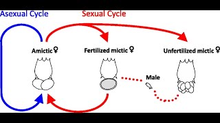 life cycle rotifers [upl. by Einnol]