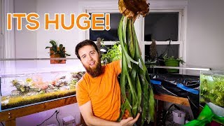 HUGE STAGHORN FERN  HOUSE PLANT CARE GUIDE [upl. by Sucramrej187]