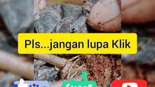 Teknik Pengembangan Tanaman KacanganLCCJenis Mucuna bracteata [upl. by Yebot751]