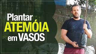 Como plantar atemóia em vaso passo a passo [upl. by Yanahs28]