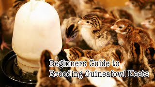 Poultry Farming  Beginners Guide to Brooding Guineafowl Keets  Raising Guineafowl [upl. by Leveroni]