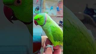 Roseringed parakeet [upl. by Scarlett653]