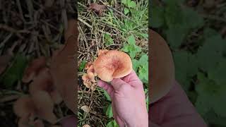 The Tawny Funnel Cap mushroom [upl. by Arreis]