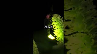 The Magical Glow of Fireflies Explained [upl. by Fredek]