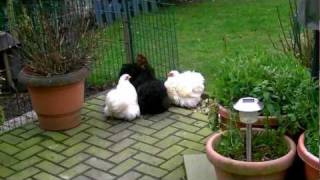 ZwergCochins im Garten 1 [upl. by Pell452]