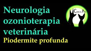 ozonioterapia veterinária piodermite profunda [upl. by Gnes]