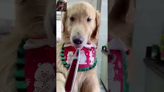 Tobo or tommy ki friendship dog funny animals comedy shortsvideo [upl. by Warton]