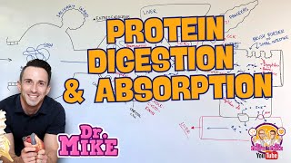 Protein Digestion and Absorption [upl. by Isle]