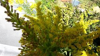 Tall Goldenrod Solidago altissima [upl. by Thor]