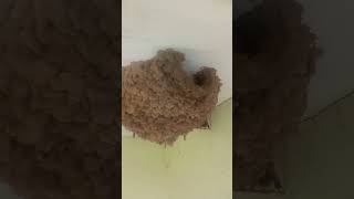 Unique nest bird nest cliff swallows nest nature gardenplants beautifulflowersintheworld [upl. by Rehpotsirahc]