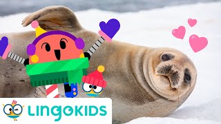 ARCTIC ANIMALS SONG 🐧🎶 Polar animals songs for kids  Lingokids [upl. by Nakhsa]