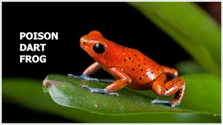 5 popular poison dart frogs  call and sound Poison arrow frog [upl. by Appolonia]