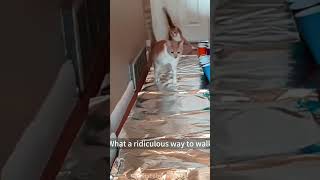 Cat and tinfoil cat funny funnyvideo funnyshorts funnyvideos [upl. by Yssirc]