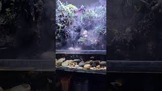 Terrarium amp Aquarium simpel music terraria aquarium aquascape aquariumfish bassboosted [upl. by Malcom438]