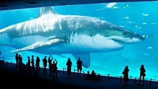 TOP 10 BIGGEST SHARKS IN THE WORLD [upl. by Frants405]