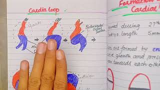 Septum formation in Truncus Arteriosus and Conus Cordis  CVS Embryology lectures Drsafwan Naveed [upl. by Enicul]