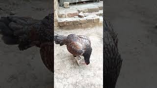 Saleti Madi  High quality aseel hen mashaAllah [upl. by Isis]