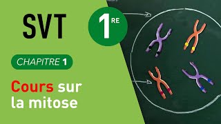 Interros des Lycées de 1ère SVT  la mitose [upl. by Alurd428]