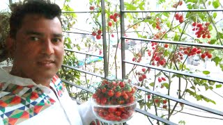 Cherry tomato  চেরি টমেটো চাষ টবে [upl. by Petronilla250]