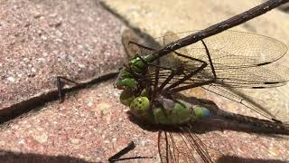 Dragonfly Eating Another Dragonfly [upl. by Eninnaj970]