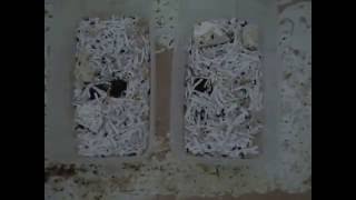 How to Raise Dermestid Beetles Growing a Colony [upl. by Holcomb470]