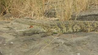 Crocodylus nilocitus  Cocodrilo del Nilo  Nile crocodile [upl. by Curkell685]