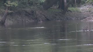 Northeast Cape Fear River continue to shows various types of PFAs in water [upl. by Ethelbert]